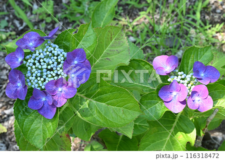 ナハティガール・ アジサイ ナハティガール・ アジサイ 116318472