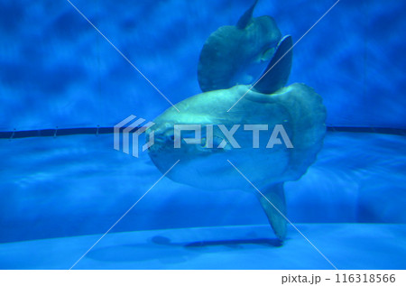 水中を泳ぐマンボウ 水中を泳ぐマンボウ 116318566