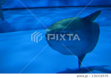 水中を泳ぐマンボウ 116318570