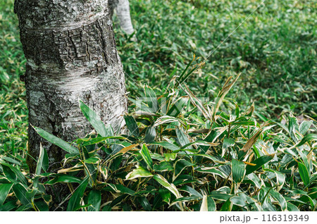 クマザサと白樺の幹 116319349