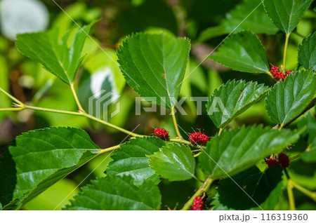 桑の赤い実 116319360