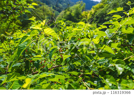 桑の木の赤い実 116319366