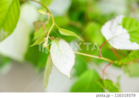 初夏のまたたびの白い葉 116319379