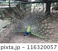 羽を広げた孔雀 116320057