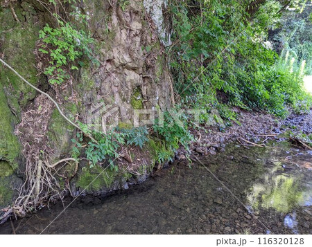 森にある小さな小川 116320128