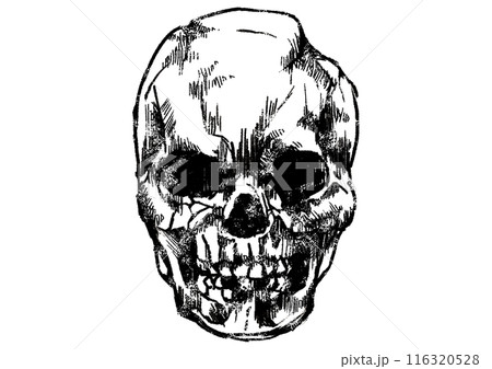 ビンテージなリアル頭蓋骨のイラスト ビンテージなリアル頭蓋骨のイラスト 116320528