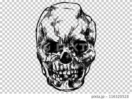 ビンテージなリアル頭蓋骨のイラスト ビンテージなリアル頭蓋骨のイラスト 116320528