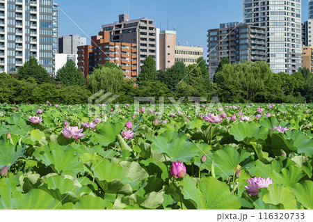 東京都　上野公園　不忍池　蓮の花 116320733