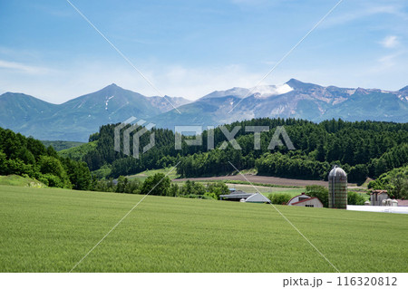 初夏の北海道美瑛 116320812