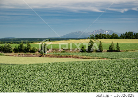 初夏の北海道美瑛 116320829