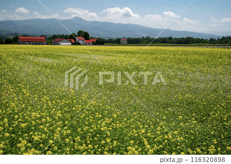 美しいニセコ風景 美しいニセコ風景 116320898