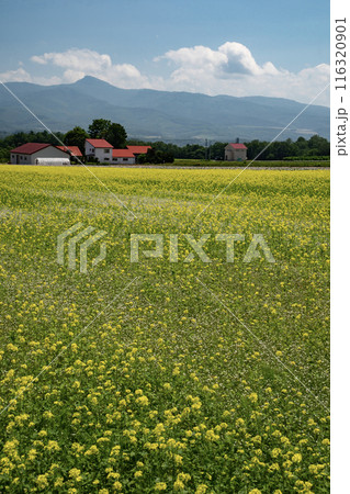 美しいニセコ風景 美しいニセコ風景 116320901