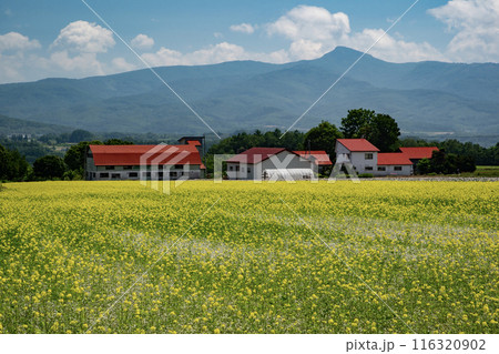 美しいニセコ風景 美しいニセコ風景 116320902