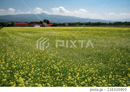 美しいニセコ風景 116320903