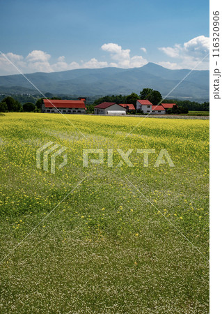 美しいニセコ風景 美しいニセコ風景 116320906