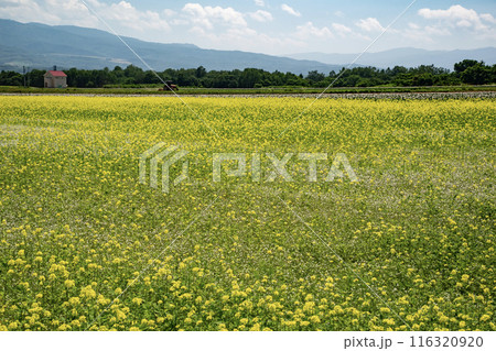 美しいニセコ風景 美しいニセコ風景 116320920