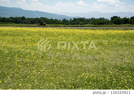 美しいニセコ風景 美しいニセコ風景 116320921