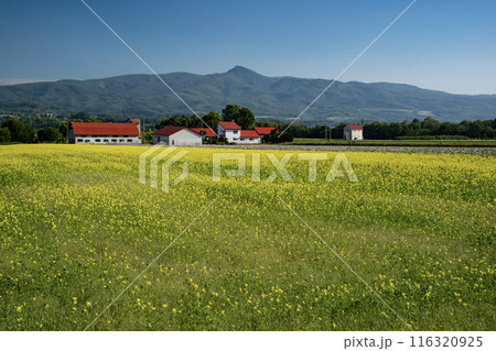 美しいニセコ風景 美しいニセコ風景 116320925