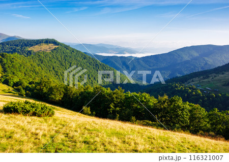 foggy morning in carpathian mountains of ukraine. distant valley of rakhiv district in mist beneath a blue sky. forested transcarpathia region in summer. view from above foggy morning in carpathian mountains of ukraine. distant valley of rakhiv district in mist beneath a blue sky. forested transcarpathia region in summer. view from above 116321007