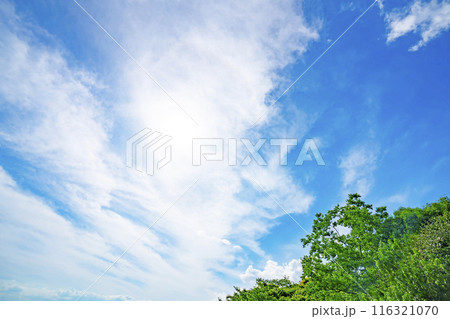 夏の雲と木立 夏の雲と木立 116321070