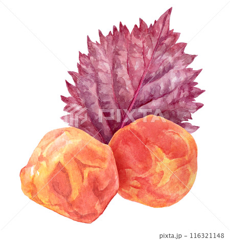 梅干しと赤紫蘇　水彩イラスト 116321148