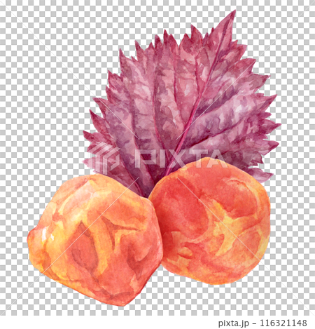 梅干和紅紫蘇水彩插圖 116321148