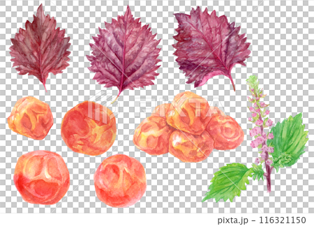 赤じそと梅干し 水彩イラスト 素材セット 赤じそと梅干し 水彩イラスト 素材セット 116321150