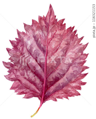 赤紫蘇の水彩イラスト 116321153