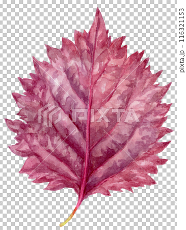 Watercolor illustration of red shiso Watercolor illustration of red shiso 116321153