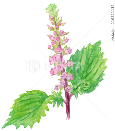 しその花（花穂紫蘇）の水彩イラスト 116321156