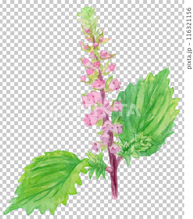しその花（花穂紫蘇）の水彩イラスト 116321156