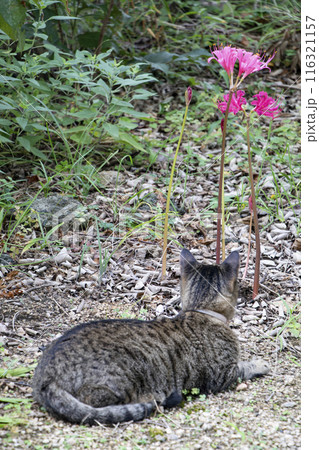 リコリスを見上げる 116321157