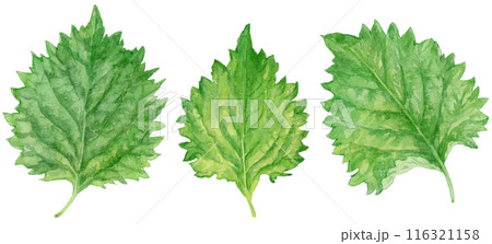 3枚の大葉（青じそ）　水彩イラスト 116321158
