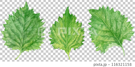 3枚の大葉（青じそ）　水彩イラスト 116321158