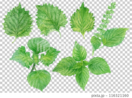 Watercolor illustration set of green shiso (perilla) 116321160