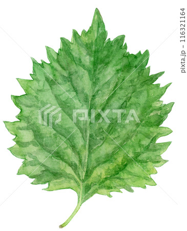 大葉（青じそ）の水彩イラスト 116321164