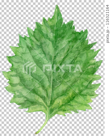 大葉（青じそ）の水彩イラスト 116321164