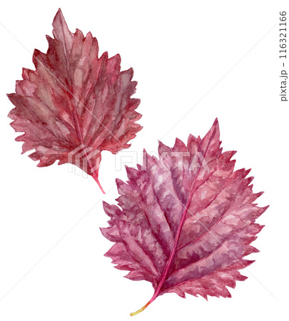 2枚の赤紫蘇 水彩イラスト 2枚の赤紫蘇 水彩イラスト 116321166