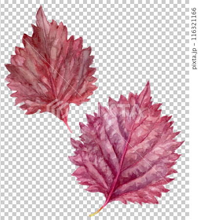 兩個紅紫蘇水彩插圖 116321166