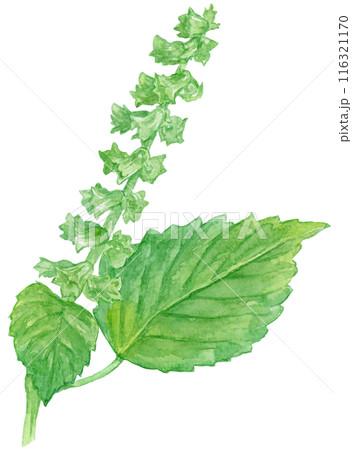 青じその花 水彩イラスト 青じその花 水彩イラスト 116321170