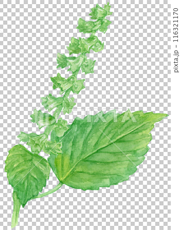Blue shiso flower watercolor illustration 116321170