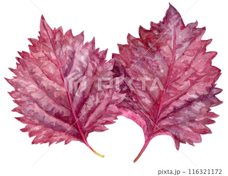重なった2枚の赤紫蘇　水彩イラスト 116321172