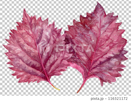 Two overlapping red shiso leaves watercolor illustration Two overlapping red shiso leaves watercolor illustration 116321172