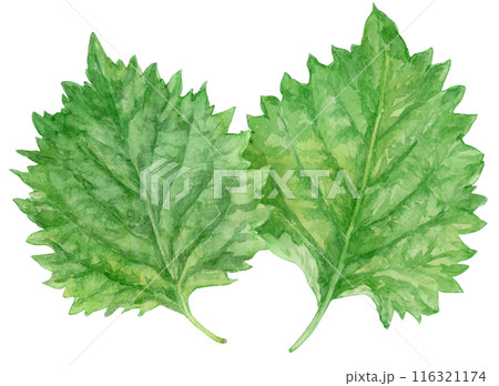 重なった2枚の青じそ（大葉）　水彩イラスト 116321174