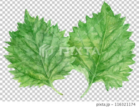 重なった2枚の青じそ（大葉）　水彩イラスト 116321174