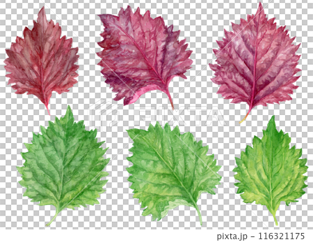 Watercolor illustrations of red shiso and green shiso (perilla) - set of materials 116321175