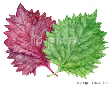 青じそと赤じその水彩イラスト 116321177