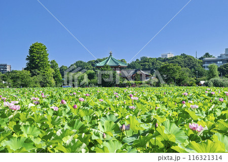 東京都 上野公園 不忍池 蓮の花 東京都 上野公園 不忍池 蓮の花 116321314
