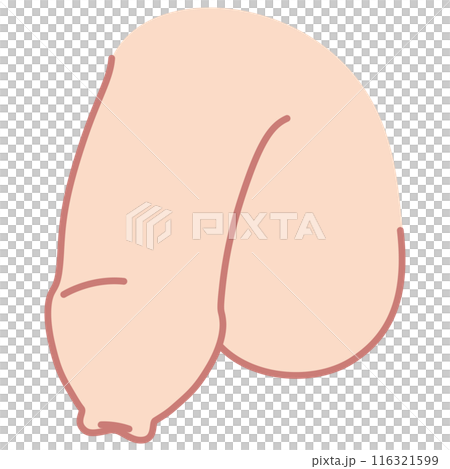 包茎の男性生殖器 医療 包茎の男性生殖器 医療 116321599