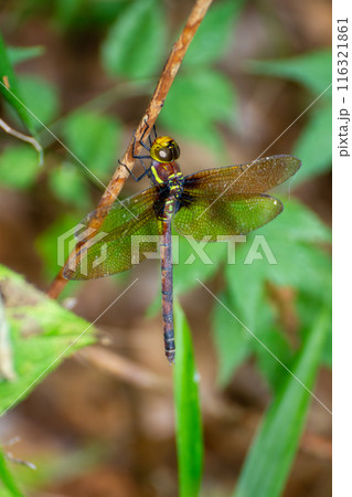 マルタンヤンマ マルタンヤンマ 116321861